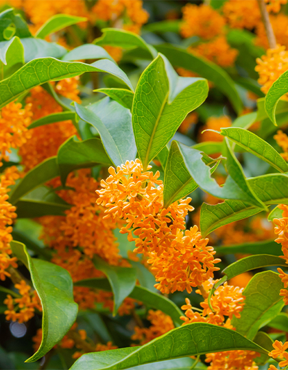 osmanthus