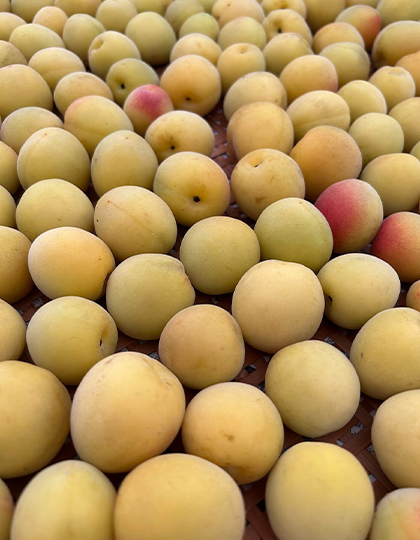 plum