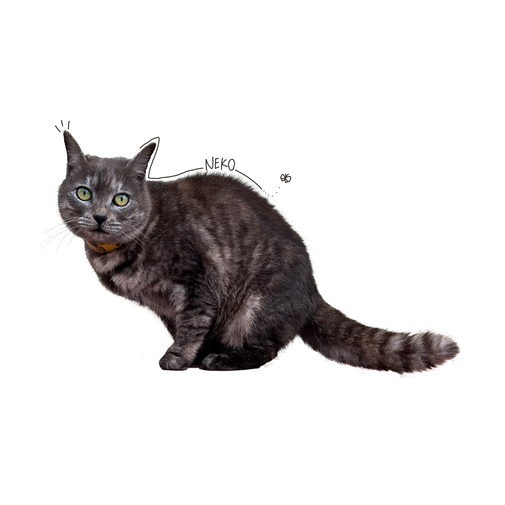 cat