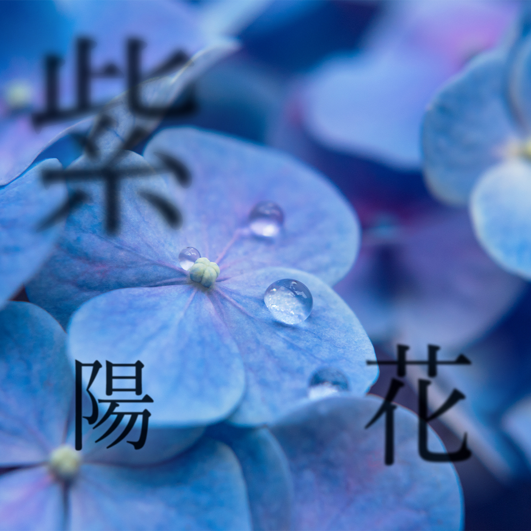紫陽花