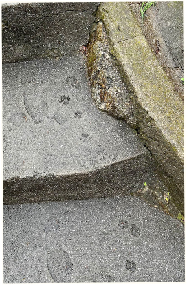 footprints